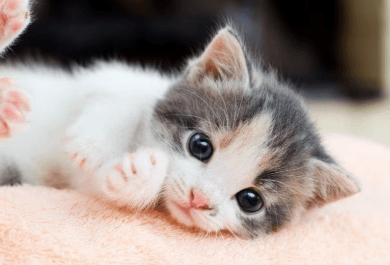 Kitty
